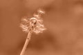 Abstract background with fluffy dandelion toned in peach fuzz color Royalty Free Stock Photo