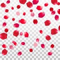 Abstract background with flying red rose petals on a white transparent background. Vector illustration. EPS 10 Royalty Free Stock Photo