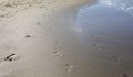 Abstract background of footprints on wet sand on the beach at the sea coast, horizontal Royalty Free Stock Photo