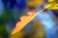 Abstract background formed by leaves of trees moved by the wind. Intentional blur