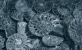 Abstract background of fossil Ammonites, decorative wallpaper of petrified shells, print from white spirals of seashells