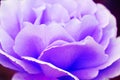 Abstract background fragile soft violet purple lavender rose petals Royalty Free Stock Photo