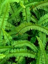 Abstract background of fresh ferns in garden. Beautiful ferns leaves green foliage natural floral fern background in sunlight. Royalty Free Stock Photo