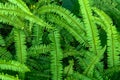 Abstract background of fresh ferns in garden. Beautiful ferns leaves green foliage natural floral fern background in sunlight. Royalty Free Stock Photo