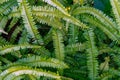 Abstract background of fresh ferns in garden. Beautiful ferns leaves green foliage natural floral fern background in sunlight. Royalty Free Stock Photo