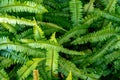 Abstract background of fresh ferns in garden. Beautiful ferns leaves green foliage natural floral fern background in sunlight. Royalty Free Stock Photo