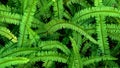Abstract background of fresh ferns in garden. Beautiful ferns leaves green foliage natural floral fern background in sunlight. Royalty Free Stock Photo