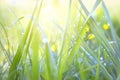 Abstract background of fresh green grass with dew drops and sun rays. Beautiful natural landscape in spring summer outdoors Royalty Free Stock Photo