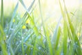 Abstract background of fresh green grass with dew drops and sun rays. Beautiful natural landscape in spring summer outdoors Royalty Free Stock Photo