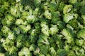 Abstract background of fresh, raw calabrese broccoli florets Royalty Free Stock Photo