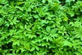 Abstract background of goutweed, top view Royalty Free Stock Photo