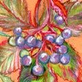 Abstract background with grapes.