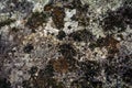 Abstract background, gray stone covered with moss and lichen. Rough rock surface, close-up Royalty Free Stock Photo