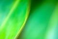 Abstract Background in Green