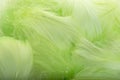 Abstract background. Green downy feathers