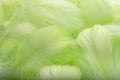 Abstract background. Green downy feathers