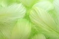 Abstract background. Green downy feathers