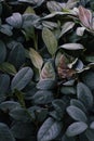 Abstract background of green frosty bay leaf on bush at winter. Hoarfrost on the bay leaves, atmospheric photo. Royalty Free Stock Photo