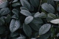 Abstract background of green frosty bay leaf on bush at winter. Hoarfrost on the bay leaves, atmospheric photo. Royalty Free Stock Photo