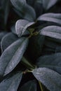 Abstract background of green frosty bay leaf on bush at winter. Hoarfrost on the bay leaves, atmospheric photo. Royalty Free Stock Photo