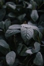 Abstract background of green frosty bay leaf on bush at winter. Hoarfrost on the bay leaves, atmospheric photo. Royalty Free Stock Photo