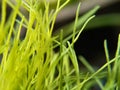 Abstract background of the green grass leaves with blurred effect