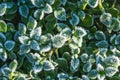 Abstract background with green grass and leaves covered with hoarfrost. Top view. Ice crystals on green grass after the Royalty Free Stock Photo