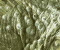 Abstract background with green iguana body skin texture. Close-up.