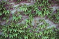 An abstract background of green ivy leaves. Trendy geometry. Black berries. Grey wall with wooden branches Royalty Free Stock Photo