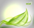 Abstract background with green leaf Royalty Free Stock Photo