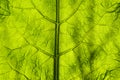 Abstract background green leaf closeup. Image for project and design. Green Texture Leaf. Nature Background