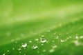 Abstract background, green leaf texture and rain drops Royalty Free Stock Photo