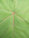 Abstract background green leaf vein natural Royalty Free Stock Photo