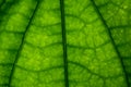 Abstract background of green leaves in closeup or macro has detail and structure of vein or cell is way on texture of leaf fresh w Royalty Free Stock Photo