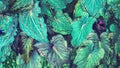 Abstract background of green leaves nature Royalty Free Stock Photo