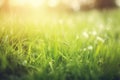 Abstract background of green morning grass with sunbeams. Generative AI