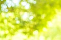 Abstract background. Green nature background with bokeh and light effect. Ecology color theme. Royalty Free Stock Photo