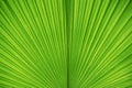 Abstract background from green palm leaf texture. Nature wallpaper and backdrop Royalty Free Stock Photo