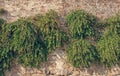 Abstract background with green plants growing in gray concrete stone wall in the summer. Royalty Free Stock Photo