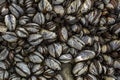 Abstract background of mussels and barnacles on the sea shore. Royalty Free Stock Photo