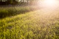 Abstract background with highlights and bokeh from splashing water and sun light. Park on a warm summer sunny evening Royalty Free Stock Photo