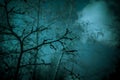 Abstract Background In Horror Style. Bloody Surrealistic Scary Black Creepy Mystical Curved Silhouettes Of Tree Branches In The