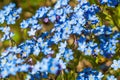 Abstract background of hundreds of small blue garden forget-me-not flowers. Royalty Free Stock Photo