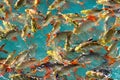 Abstract background, The image blurs the water surface, there are fish underneath.