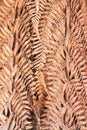 Background image of dried fern tree leaves Royalty Free Stock Photo