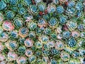 An abstract background image of a echeveria elegans or Mexican snow ball