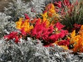 An abstract background image of grey, red and orange plants