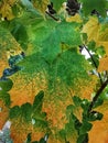 An abstract background image of marple tree leaves with some autumn colour