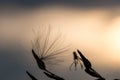 Abstract background image , silhouette of thistle seeds at sunset close up macro shot