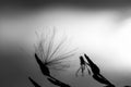 Abstract background image , silhouette of thistle seeds at sunset Royalty Free Stock Photo